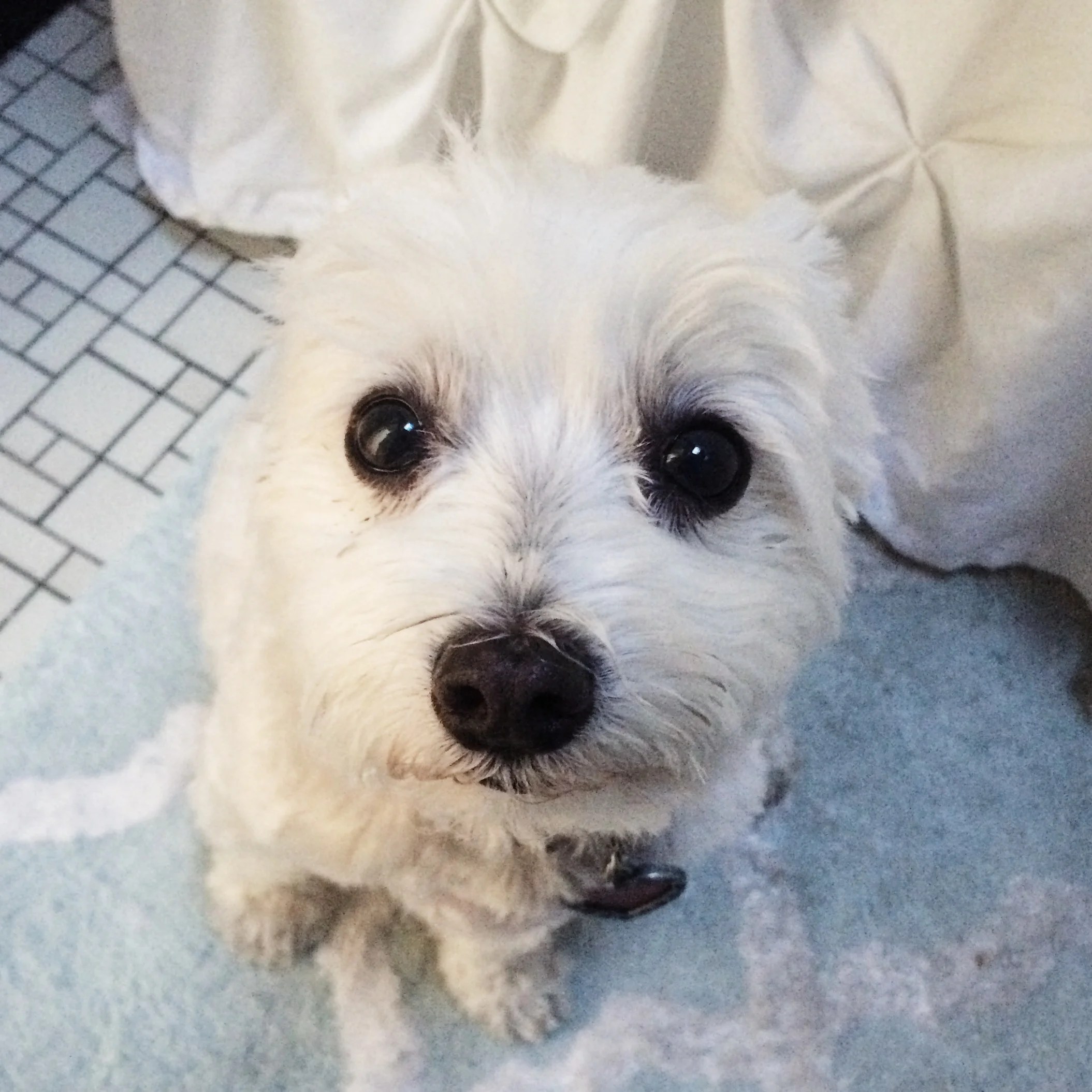 Faces I come home to every day for 500, please.